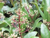 Skimmia japonica 'Fragrans'