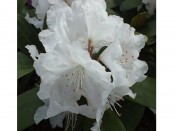Rhododendron 'Snow Crown'