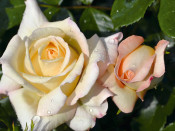Rosa floribunda 'Special Day' (Noack2008)