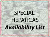 Availability List of our Rare and Unusual Hepaticas