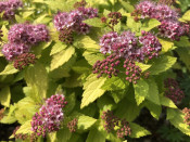 Spiraea japonica 'Double Play Gold'