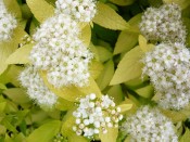 Spiraea japonica 'White Gold'