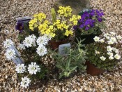 A Seasonal Flowers Mixed Alpine Collection (6 Plants)
