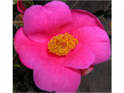 Camellia x williamsii 'St.Ewe'