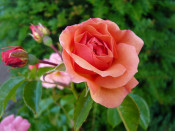 Rosa floribunda 'Summer Beauty' 'Karobe' (standard)
