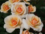 Rosa floribunda 'Sweet Honey' Kormecaso