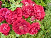Rosa 'Sweet Wishes' (Patio Standard)