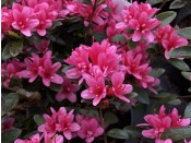 Rhododendron 'Sylvester'