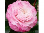 Camellia japonica 'Tammia'