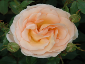 Rosa 'The Churchill Rose'