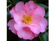 Camellia x williamsii 'The Duchess of Cornwall'