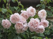 Rosa 'The Generous Gardener' Climbing (Ausdrawn)