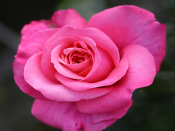 Rosa Standard 'Timeless Pink' (Standard)