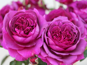 Rosa Hybrid Tea Timeless Purple (Laudatio)