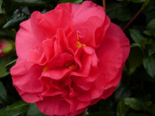 Camellia japonica 'Tomorrow'
