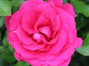 Rosa floribunda Truly Loved 'Poulpal044'