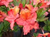 Rhododendron 'Tunis'