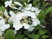 Viburnum plicatum 'White Beauty'