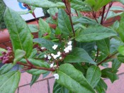 Viburnum tinus 'Ladybird'