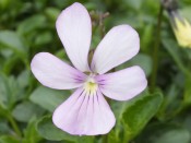 Viola cornuta 'Victoria's Blush'