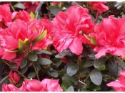 Rhododendron 'Vuyk's Scarlet'