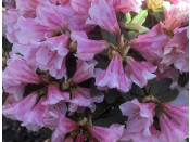 Rhododendron 'Wee Bee' 5L