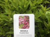 Weigela florida 'Picobella Rose'