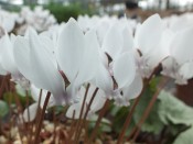 Cyclamen hederifolium 'White Cloud'
