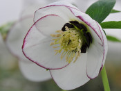 Helleborus x hybridus (Ashwood Garden Hybrids) Single white picotee dark nectaries 5L Pot