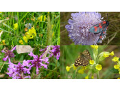 A Collection of 6 Wildflowers Spring to Autumn Collection (6 Species)