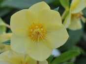 Helleborus x hybridus (Ashwood Evolution Group) Yellow with golden nectaries 7.5 Pot