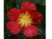 Camellia vernalis Yuletide